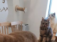 -楼上猫咖(罗湖店)
