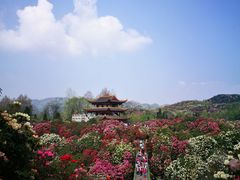 -贵州百里杜鹃风景名胜区
