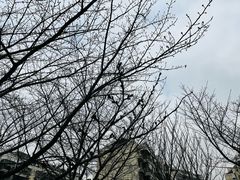 -高东镇樱花园