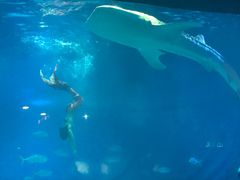 -烟台海昌鲸鲨海洋公园