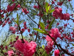 -南汇桃花村
