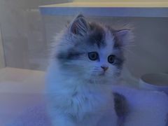 -小猫来了·猫舍(红山六九七九店)