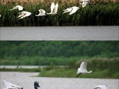 -大湾区中央湿地公园-十九涌