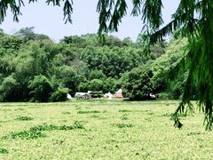 -南宁良凤江国家森林公园