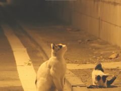 -不舍昼夜咖啡馆
