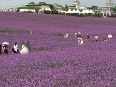 -紫颐香薰山谷景区