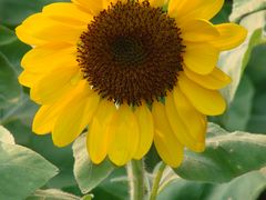 向白葵-广州市第二少年宫