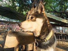 -柴犬高等学院·狗咖·柴犬售卖·宠物训练