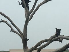 -黑瞎子岛探秘野熊园