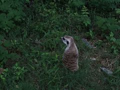 -合肥野生动物园