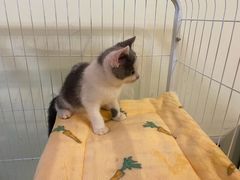 -柚子猫舍·精品猫舍购猫·猫咪认养·购宠·宠物店
