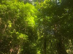 -西双版纳原始森林公园