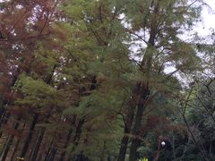 -重庆彩云湖湿地公园