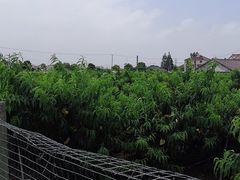 -南汇老顾农家乐采摘大团水蜜桃采摘店