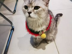 -怪兽屋·羊驼·猫咖·狗咖(俊华广场店)