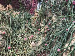 -南通洲际绿博园