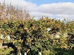 -前小桔亲子创意农场·草莓采摘·露营烧烤