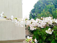 -武汉大学-樱园