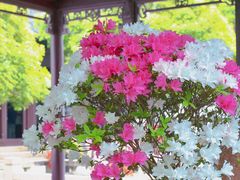 -上海醉白池公园