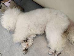 -唐小姐の私宠·宠物洗护美容·撸猫馆·购宠(周浦万达旗舰店)