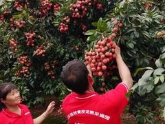 -从化深英荔枝黄皮龙眼采摘园