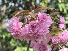 -徐家汇源景区-衡山公园