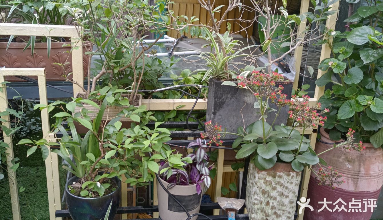人在花间住人在草木中～咖啡馆里有个小小植物园