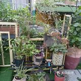 人在花间住人在草木中～咖啡馆里有个小小植物园