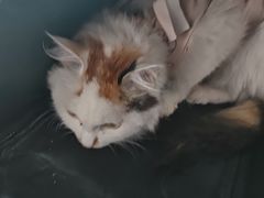 -A猫a狗全科·犬猫异宠·芥西宠物医院(南开总院)