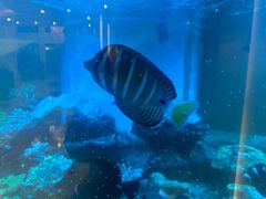 -碧中海汤泉汗蒸酒店