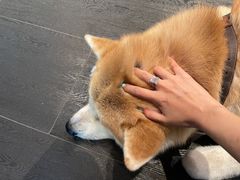 -BOCATA 西班牙餐厅(三里屯店)