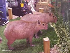 -正佳雨林生态植物园