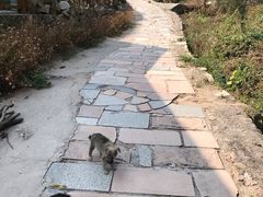 -大岭沟猕猴桃谷风景区