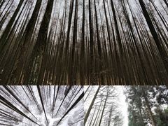 -山王坪喀斯特国家生态公园