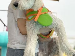 -爪吧宠物乐园 (温榆河示范区店)