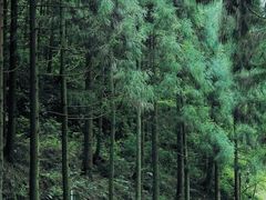 -娄山关景区