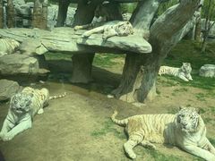 -北京野生动物园