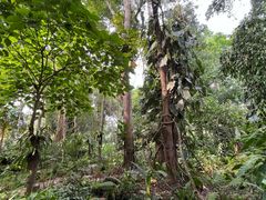 -中国科学院西双版纳热带植物园