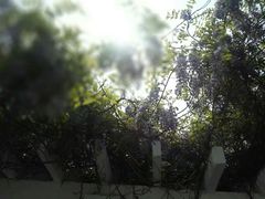 -洛阳市隋唐城遗址植物园