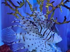 -秦皇岛新澳海底世界
