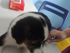 -瑞派福兴宠物医院犬猫全科·骨科·中西医结合(河东店)