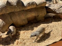 -威勒比开放式动物园