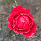 细雨中的大观园