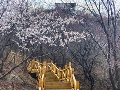 -大岭沟猕猴桃谷风景区
