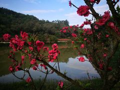 -南国桃园旅游度假区