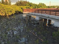 -宝安西湾红树林湿地公园