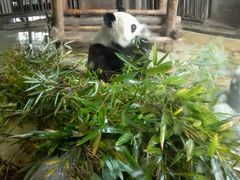 -成都大熊猫繁育研究基地