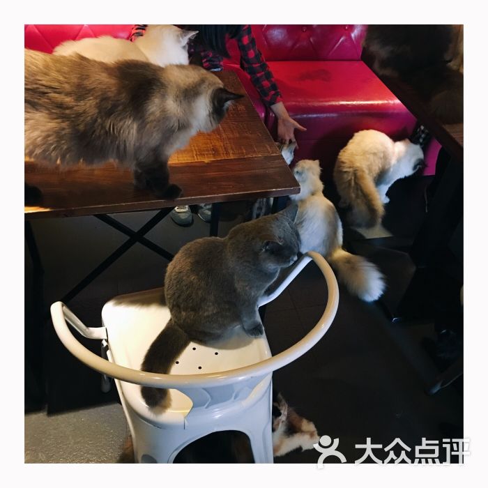 麒麟猫咪主题餐厅咖啡馆图片 