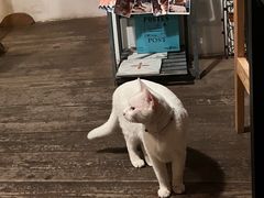 -新月集庭院咖啡馆(老邮局店)