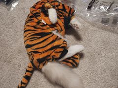 -Bastet sally猫舍购宠(静安店)
